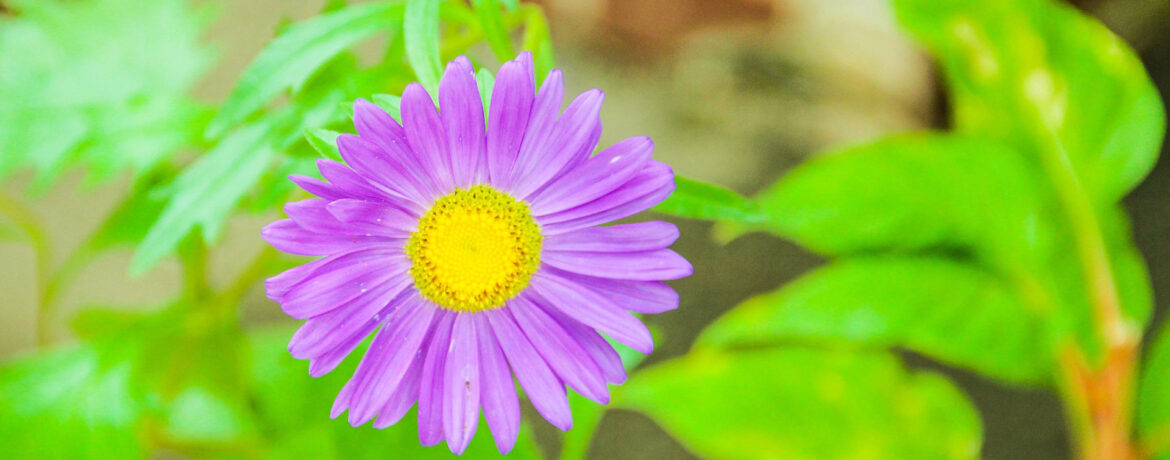 Меры борьбы с сорняками