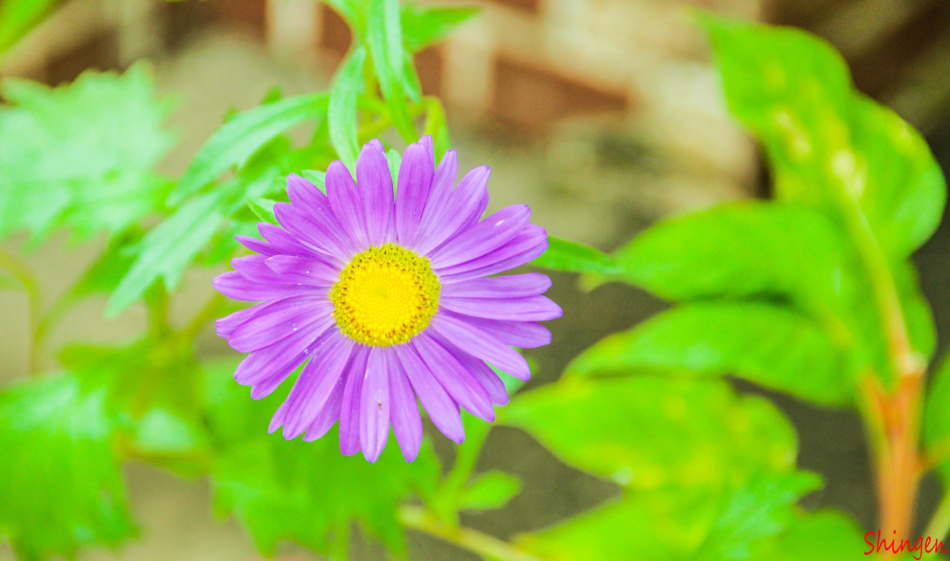 Меры борьбы с сорняками