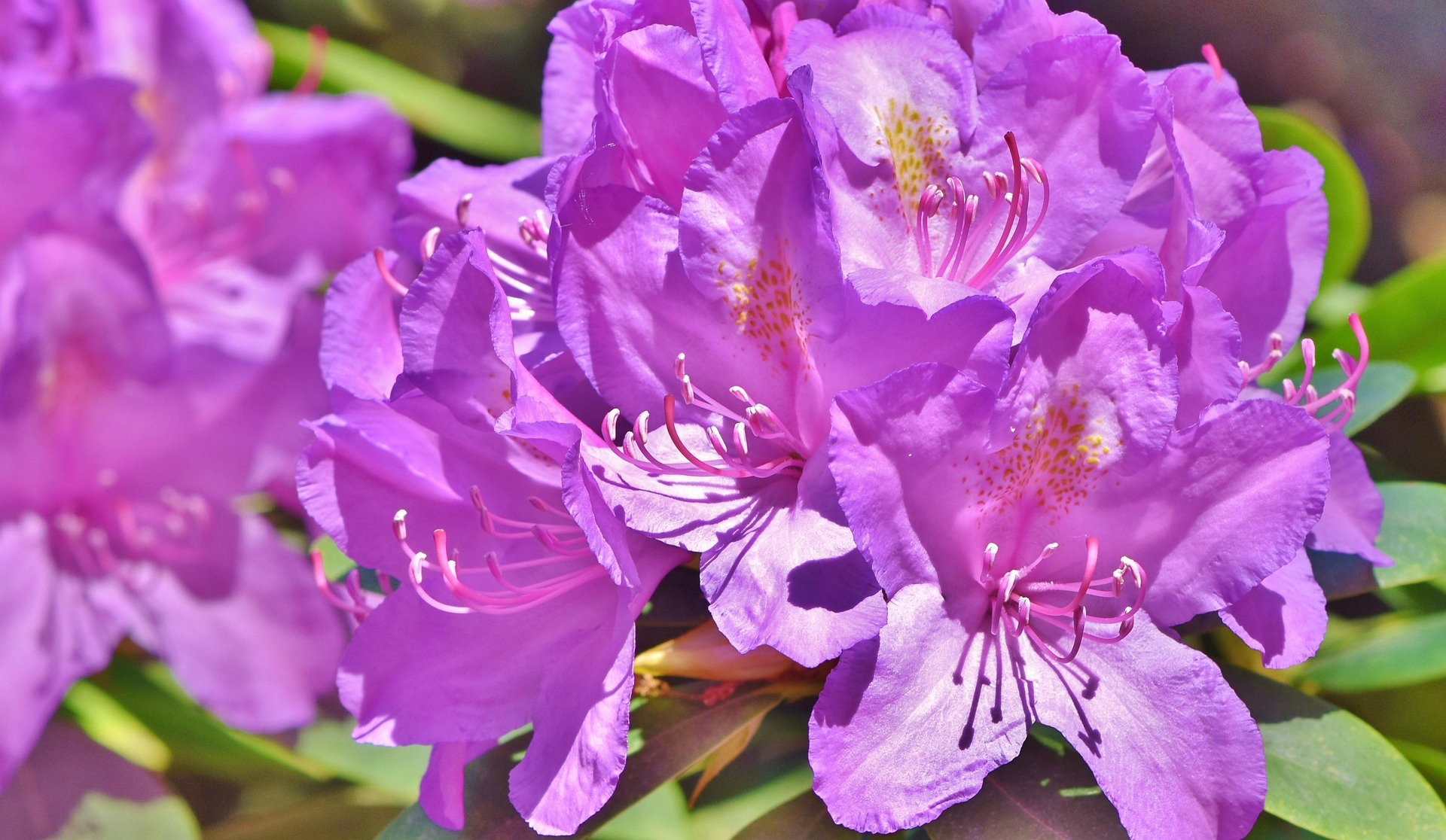 Выращивание рододендрона