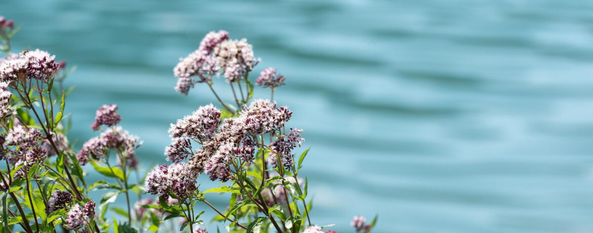 Валериана лекарственная