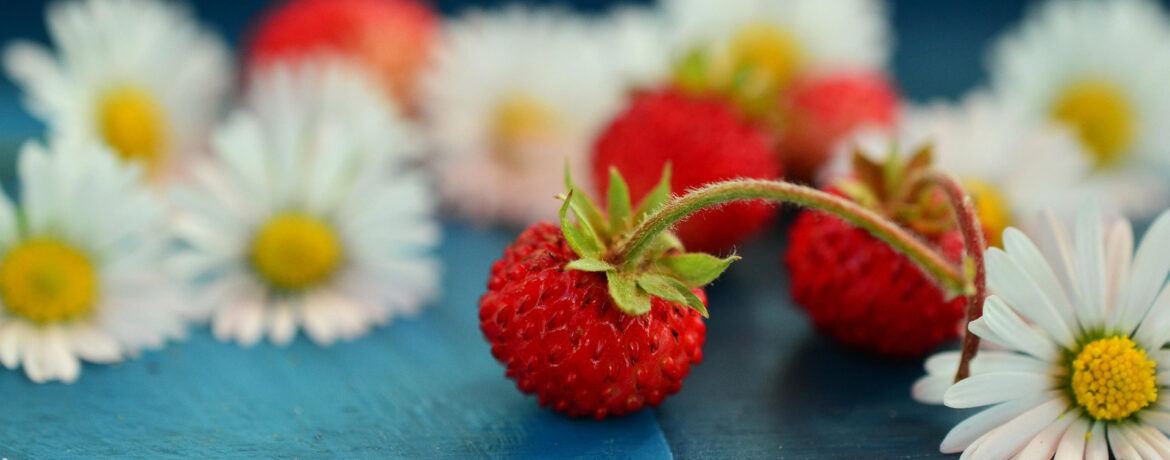 Стратификация семян земляники в холодильнике
