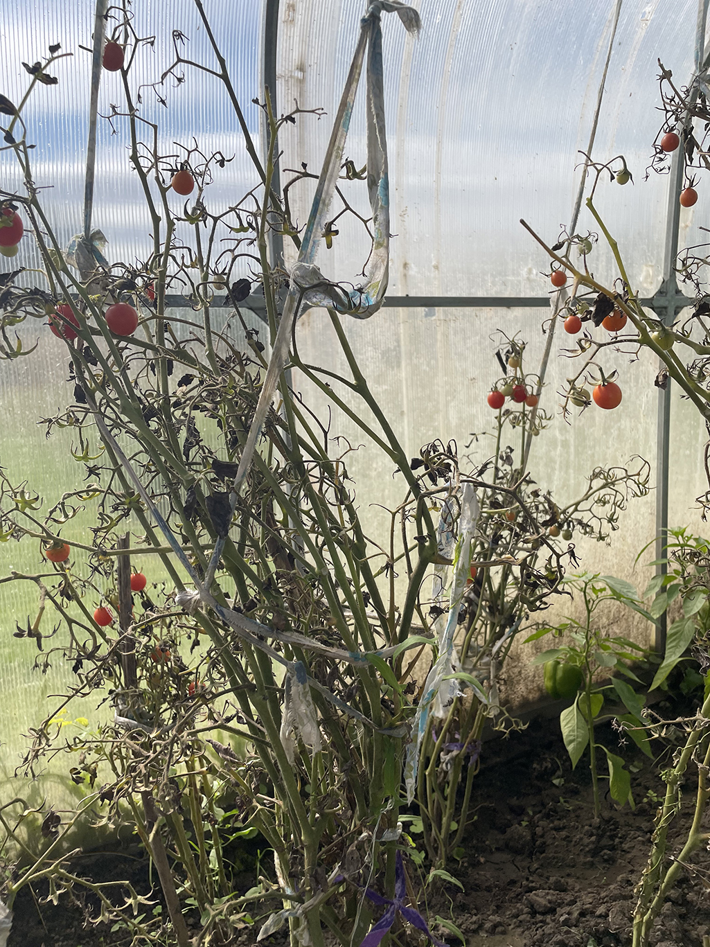 Болезни томатов в теплице